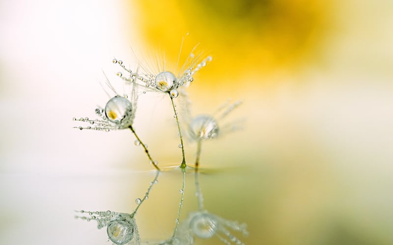 Dandelion in a field